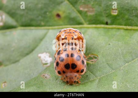 Coccinelles s'accouplant sur des feuilles vertes, Chine du Nord Banque D'Images