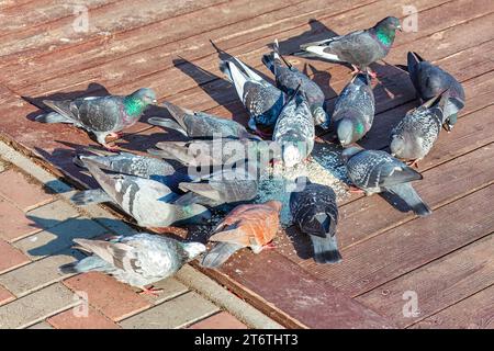 Trottoir avec pigeons festoyant sur des miettes dispersées. Oiseaux urbains mangeant dans la rue Banque D'Images