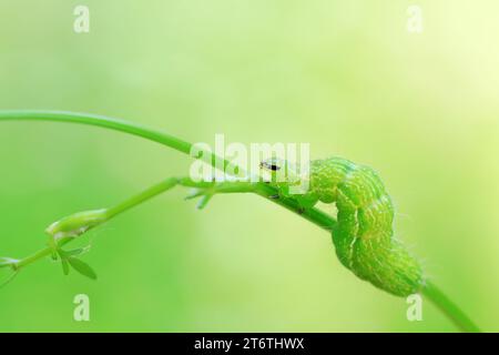 Larves d'Helicoverpa armigera sur plantes vertes, Chine du Nord Banque D'Images