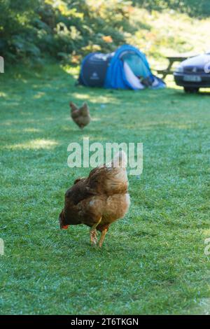 Les poules se promènent librement dans un camping à Harlech dans le nord du pays de Galles au Royaume-Uni Banque D'Images