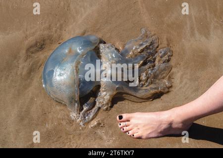 Une femme pieds nus avec des ongles de pied noirs se tient près d'une grande méduse bleue sur la plage de Llangenith sur la péninsule de Gower dans le sud du pays de Galles au Royaume-Uni Banque D'Images