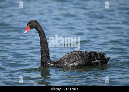 Vue latérale d'un cygne noir adulte alors qu'il nage gracieusement à travers la surface d'un lac par une journée ensoleillée Banque D'Images