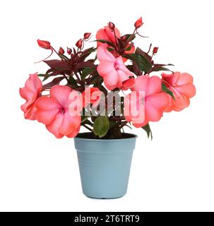 Impatiens fleur en pot bleu clair isolé sur blanc Banque D'Images