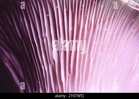 Champignon psilocybine frais, vue macro. Branchies de champignon magique avec des étoiles, couleur tonique Banque D'Images