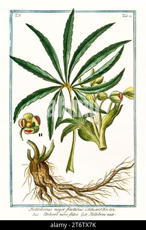 Illustration ancienne de l'hellebore noir (Helleborus niger). Par G. Bonelli sur Hortus Romanus, publ. N. Martelli, Rome, 1772 – 93 Banque D'Images