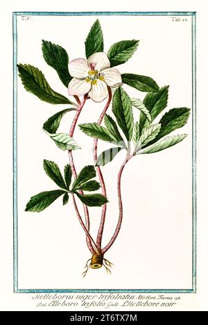Illustration ancienne de l'hellebore noir (Helleborus niger). Par G. Bonelli sur Hortus Romanus, publ. N. Martelli, Rome, 1772 – 93 Banque D'Images