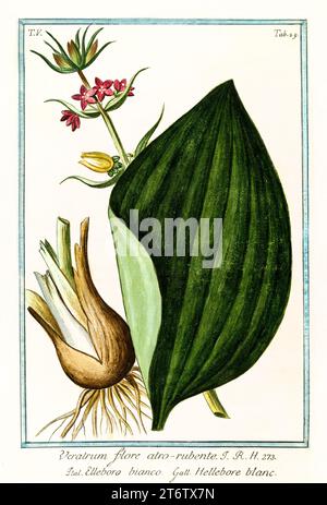 Ancienne illustration du faux hellébore (Veratrum nigrum). Par G. Bonelli sur Hortus Romanus, publ. N. Martelli, Rome, 1772 – 93 Banque D'Images