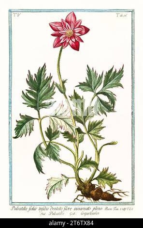 Illustration ancienne de la fleur de Pasque (Pulsatilla vulgaris). Par G. Bonelli sur Hortus Romanus, publ. N. Martelli, Rome, 1772 – 93 Banque D'Images