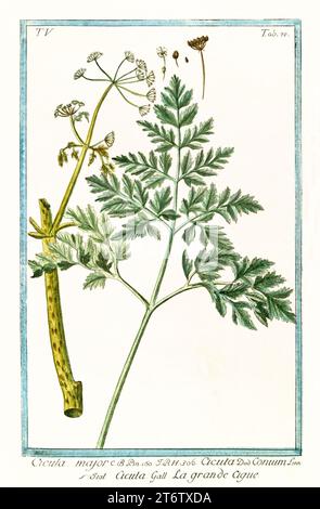 Illustration ancienne de la pruche (Conium maculatum). Par G. Bonelli sur Hortus Romanus, publ. N. Martelli, Rome, 1772 – 93 Banque D'Images