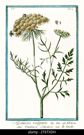 Vieille illustration de carotte sauvage (Daucus carota). Par G. Bonelli sur Hortus Romanus, publ. N. Martelli, Rome, 1772 – 93 Banque D'Images