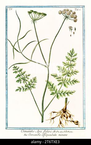 Vieille illustration de Hemlock Water Dropwort (Oenanthe crocata). Par G. Bonelli sur Hortus Romanus, publ. N. Martelli, Rome, 1772 – 93 Banque D'Images