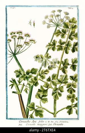 Vieille illustration de Hemlock Water Dropwort (Oenanthe crocata). Par G. Bonelli sur Hortus Romanus, publ. N. Martelli, Rome, 1772 – 93 Banque D'Images