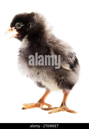 Bébé poulet poussin qui est une race Dominique noir et blanc faisant beaucoup de bruit. Banque D'Images