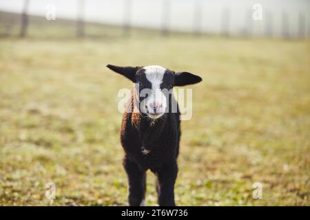 Vue de face de l'agneau solitaire regardant curieusement la caméra sur le pâturage. Ferme biologique en campagne. Thèmes Agriculture durable, écologie et soins des animaux Banque D'Images