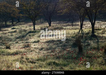 Les fleurs sauvages abondantes d'anémone rouge poussent au soleil tôt le matin dans une prairie forestière dans la région du Néguev occidental au centre d'Israël. Banque D'Images