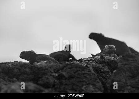 Un groupe d'iguanes se reposant et prenant un bain de soleil sur quelques rochers sur l'île Isabela, archipel des Galapagos Banque D'Images