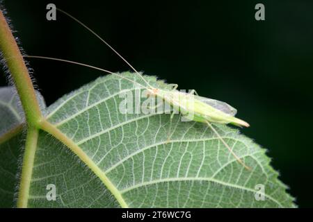 Les grillons d'arbres vivent sur des plantes sauvages dans le nord de la Chine Banque D'Images