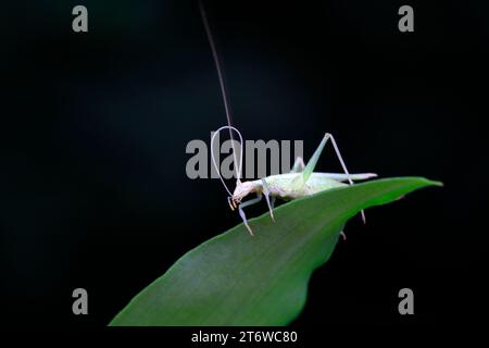 Les grillons d'arbres vivent sur des plantes sauvages dans le nord de la Chine Banque D'Images