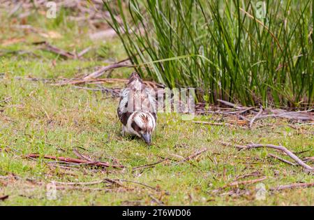 Rire Kookaburra arbre kingfisher Dacelo novaeguineae attraper un ver dans la brousse de Bruny Island Tasmanie Australie Banque D'Images