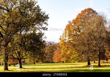 Dundee, Tayside, Écosse, Royaume-Uni. 12 novembre 2023. Météo britannique : belles scènes d'automne au Dundee Camperdown Country Park en Écosse. Crédit : Dundee Photographics/Alamy Live News Banque D'Images