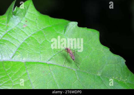 Moustiques insecte sur les feuilles vertes, Chine du Nord Banque D'Images