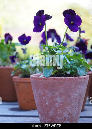 Gros plan de petits pots en terre cuite contenant des plantes de Viola 'mûre' avec des fleurs violettes foncées sur une table de jardin à la fin de l'automne / début de l'hiver Banque D'Images