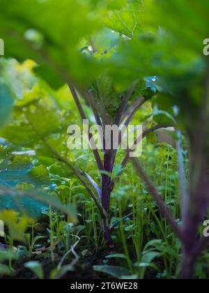 Gros plan d'une jeune plante de kalette (germes de fleurs) avec tige violette et feuilles vertes fraîches poussant dans une parcelle de légumes au début de l'hiver en Grande-Bretagne Banque D'Images
