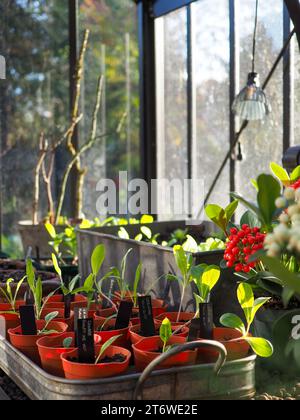 À l'intérieur d'une serre britannique au début de l'hiver, avec des pots de semis annuels robustes et des cultures de salades d'hiver illuminés par la lumière du soleil Banque D'Images