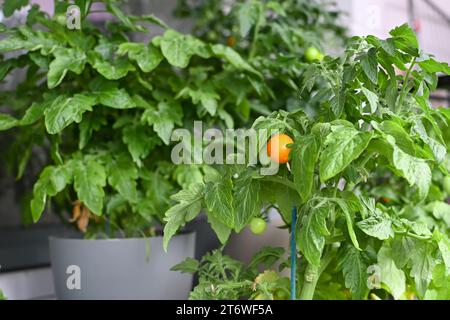 Cultiver des herbes fraîches à la maison en été sur le balcon dans des pots de fleurs. Mode de vie durable, légumes biologiques frais cultivés à la maison Banque D'Images