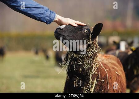Main de fermier caressant des moutons mignons contre le troupeau sur le pâturage. Ferme biologique en campagne. Thèmes Agriculture durable, écologie et soins des animaux. Banque D'Images