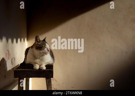 Goiânia, Goias, Brésil – 08 octobre 2023 : un chat tabby, allongé sur un chevalet de construction, se prélasse au soleil du matin. Banque D'Images