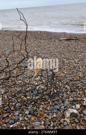 Morceau de fil tranchant du panier de gabion cassé avec remplissage de laine attrapé dessus par Geobag endommagé. Les deux types de défenses marines utilisées pour limiter l'érosion. Banque D'Images