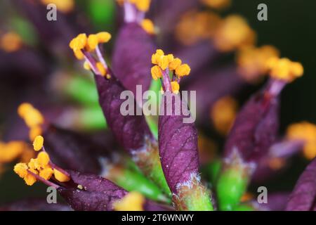 Gros plan des fleurs d'Amorpha fruticosa, Chine du Nord Banque D'Images