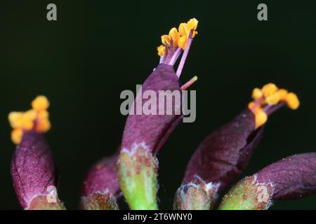 Gros plan des fleurs d'Amorpha fruticosa, Chine du Nord Banque D'Images