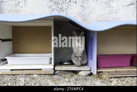 Détail des animaux abandonnés et protégés dans la rue, adoption d'animaux Banque D'Images