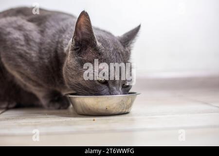 Le chat birman américain mange de la nourriture sèche dans la cuisine. soins aux animaux Banque D'Images