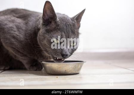 Le chat birman américain mange de la nourriture sèche dans la cuisine. soins aux animaux Banque D'Images