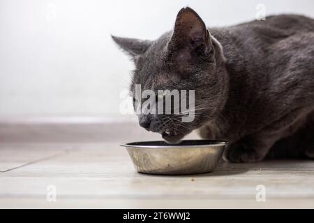 Le chat birman américain mange de la nourriture sèche dans la cuisine. soins aux animaux Banque D'Images
