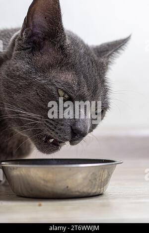 Le chat birman américain mange de la nourriture sèche dans la cuisine. soins aux animaux Banque D'Images