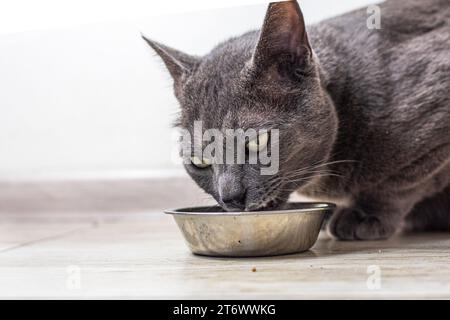 Le chat birman américain mange de la nourriture sèche dans la cuisine. soins aux animaux Banque D'Images