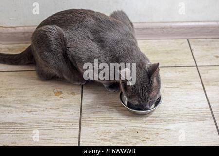 Le chat birman américain mange de la nourriture sèche dans la cuisine. soins aux animaux Banque D'Images