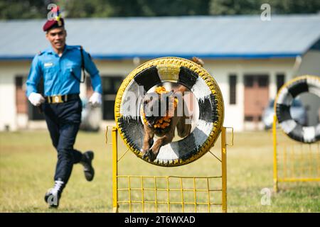 Un maître-chien de la police népalaise avec son chien montre des compétences de dressage lors d'une journée de culte du chien qui est célébrée dans le cadre du festival Tihar. Tihar est le deuxième plus grand festival du Népal qui est consacré à différents animaux ou objets de culte, y compris les vaches et les chiens. Le festival célèbre la relation puissante entre les humains, les dieux et les animaux. Banque D'Images