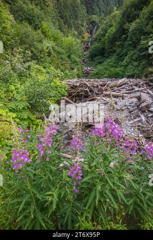 Fireweed tapisse le premier plan d'un paysage pittoresque en format vertical, North Cascades National Park, Newalem, Washington, États-Unis Banque D'Images