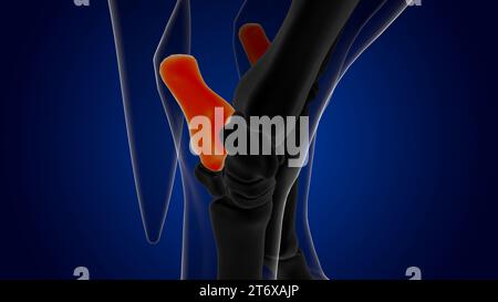 Anatomie du squelette du cheval de calcanéum pour le rendu 3D du concept médical Banque D'Images