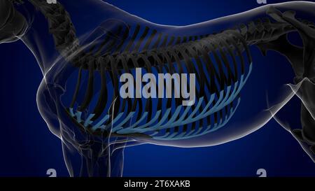 Anatomie du squelette du cheval cartilage costal pour le rendu 3D du concept médical Banque D'Images