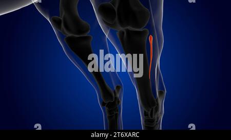 Anatomie du squelette du cheval de péroné pour le rendu 3D du concept médical Banque D'Images
