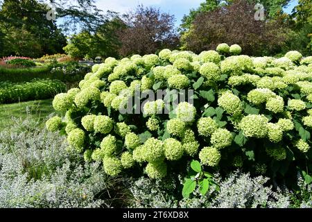 Hortensia de forêt en floraison blanche dans un parc Banque D'Images