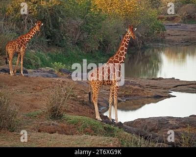 2 deux girafes réticulées prudentes (Giraffa camelopardalis reticulata) vulnérables à boire à la rivière en douce lumière du matin Laikipia, Kenya, Afrique Banque D'Images