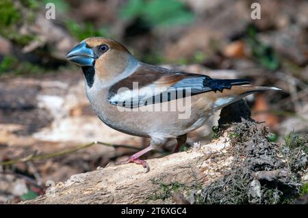 Hawfinch-Coccothraustes coccothraustes mâles. Banque D'Images