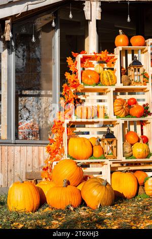 les citrouilles de diverses variétés reposent sur un rack. fête de la citrouille. Citrouille Halloween. récolte de citrouilles. Photo de haute qualité Banque D'Images